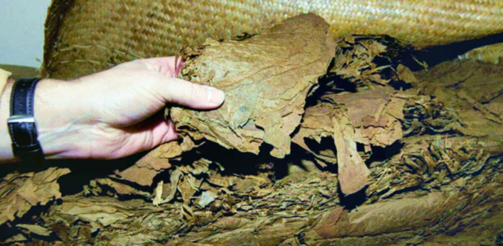 Оцените загадочную текстуру листьев табака Берли